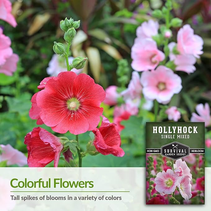 Survival Garden Seeds - Single Mixed Hollyhock Seed for Planting - Packet with Instructions to Plant and Grow Colorful Spikes of Flowers in Your Home Vegetable Garden - Non-GMO Heirloom Variety