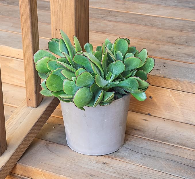 Succulents Plants Live Indoor Plants, Cotyledon Mint Truffles Live Houseplants, Live Succulents Live Plants Indoor Succulent Plants, Indoor Plant Real Succulents Plants House Plants by Plants for Pets