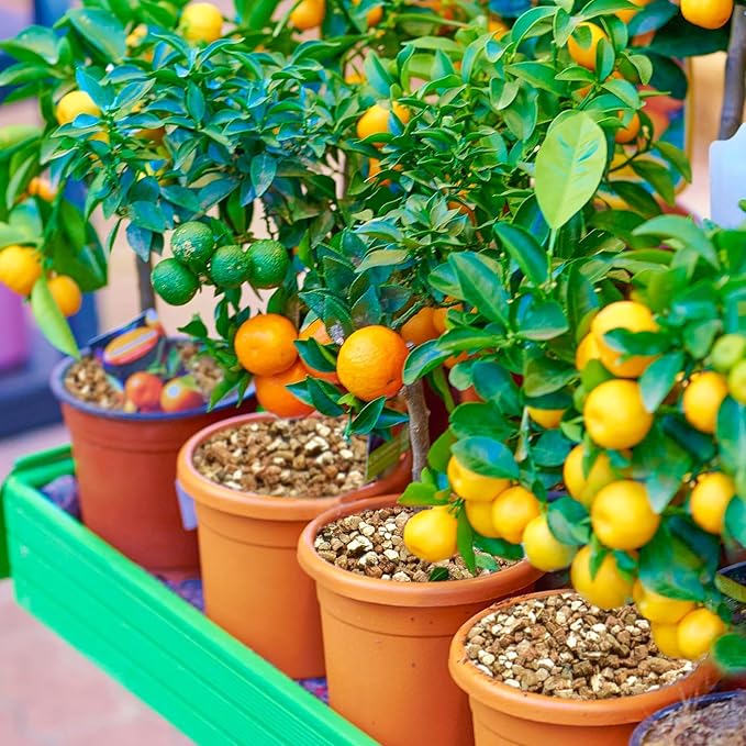 Halatool 6QT Horticulture Vermiculite Professional Soil Addictive Coarse Grade Vermiculite for Plants Gardening Mushrooms Seed Starting Cat Grass