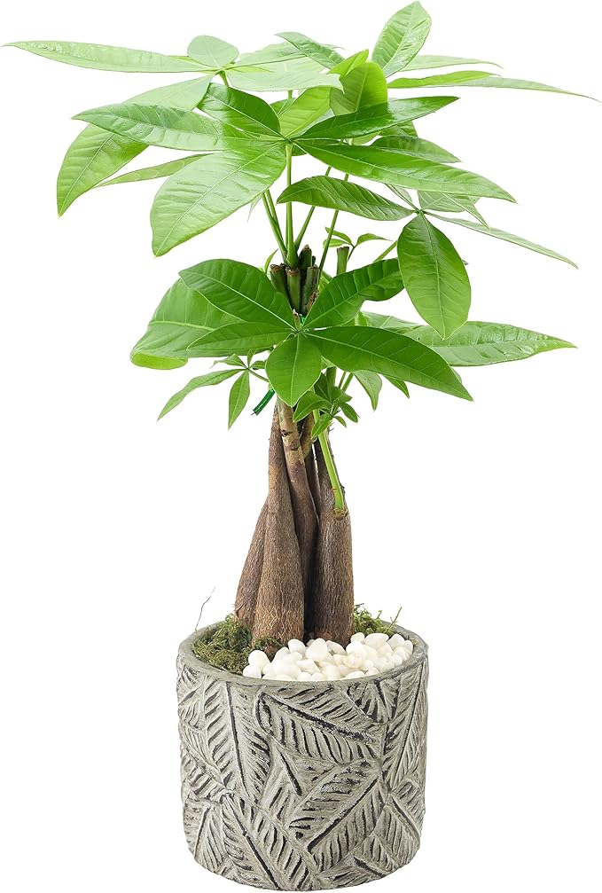 Money Tree Live Indoor Plant in 4.5 in. Tropico Leaf Ceramic Planter, Gray ***Cannot Ship to Hawaii***