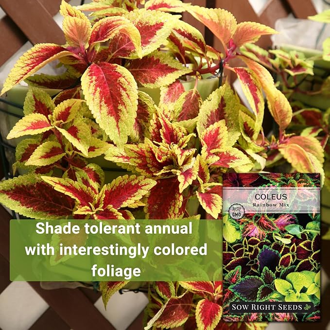 Sow Right Seeds - Coleus Rainbow Mix Seeds for Planting - Beautiful Flowers to Plant in a Home Garden - Indoors or Outdoors - Non-GMO Heirloom Seeds - Attractive & Colorful - Great Gardening Gift (2)