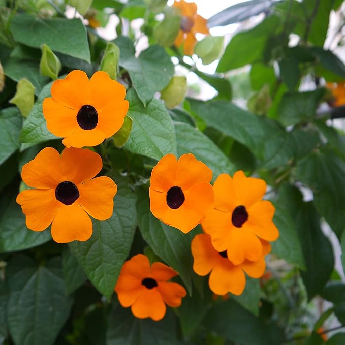 Outsidepride 100 Seeds Annual Orange Thunbergia Black-Eyed Susan Vine Flower Seed for Planting