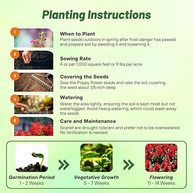 Outsidepride Salvia Coccinea Scarlet Sage Seeds for Planting - 5000 Pcs Perennial, Heat-Tolerant Wildflower Seeds w/Red Blooms, Attracts Hummingbirds & Butterflies for Pollinator-Friendly Gardens