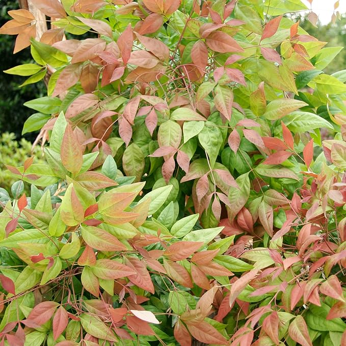 2 Gallon Southern Living Nandina Blush Shrub