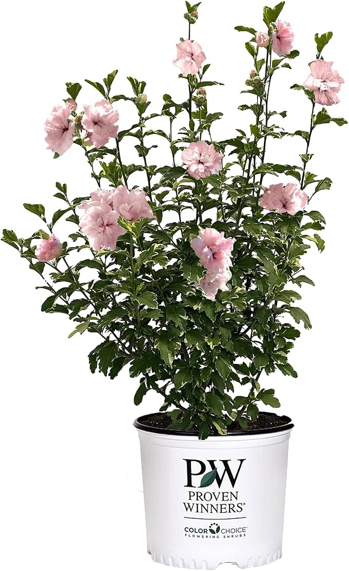 Sugar Tip Hibiscus, 2 Gallon, Blush Pink Blooms