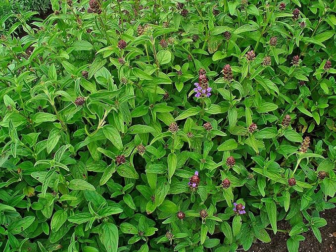 Prunella vulgaris VAR. lanceolata (Heal All) 700 Seeds by Earthcare Seeds Heirloom - Non GMO - Open Pollinated