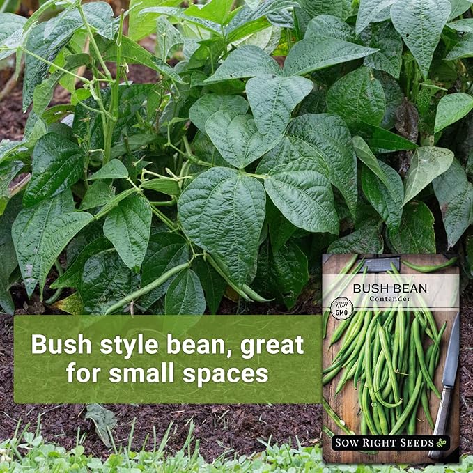 Sow Right Seeds - Contender Bush Green Bean Seeds for Planting - Non-GMO Heirloom Seed Packet - Stringless Variety to Plant an Outdoor Home Vegetable Garden - Abundant Harvest, Great for Kids (1)