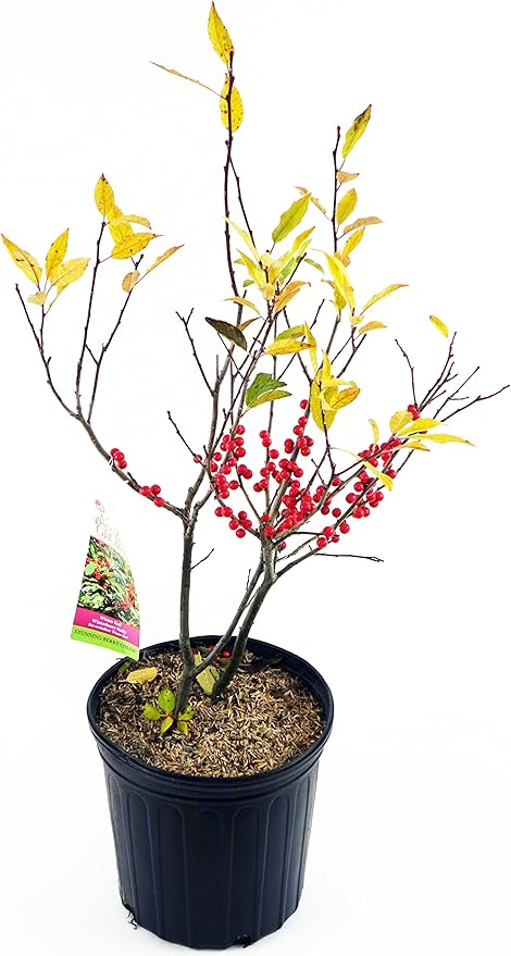 Ilex verticillata 'Winter Red' (Winterberry) Shrub, sm bright red fruit, #2 - Size Container