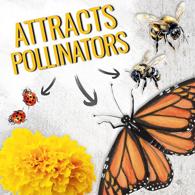 Seed Needs Crackerjack Marigold Seeds for Planting - Heirloom & Open Pollinated Annual Flowers - Plant a Butterfly Garden to Attract Pollinators (2 Packs (500 Seeds))