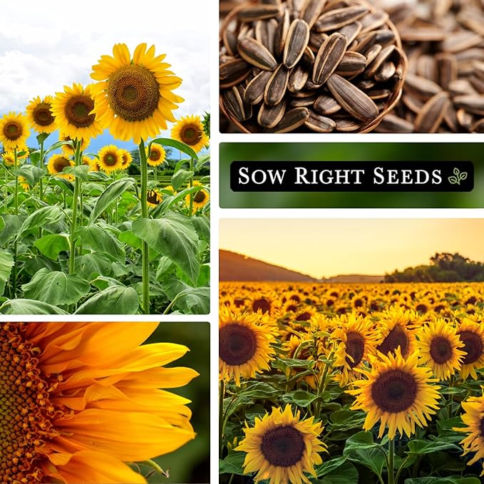 Sow Right Seeds - Mammoth Sunflower Seeds to Plant - Grow Giant Sunflowers in Your Garden - Non-GMO Heirloom Seeds for Planting an Outdoor Garden - Bright Yellow Blooms - Attract Bees and Birds (3)