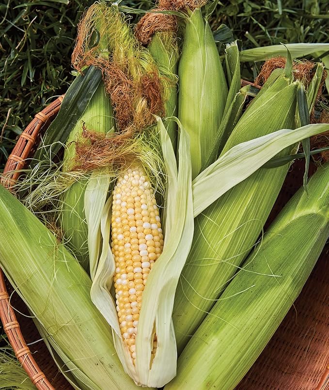 Burpee On Deck Sweet Corn Seeds 50 seeds