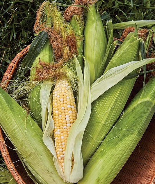 Burpee On Deck Sweet Corn Seeds 50 seeds