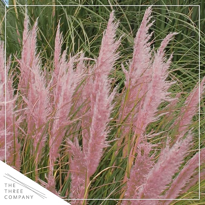 Live Perennial Pampas Grass - Assorted White and Pink (2 Per Pack), Showy Accent Plant, 12" Tall by 6" Wide in 1.5 Quart Pot