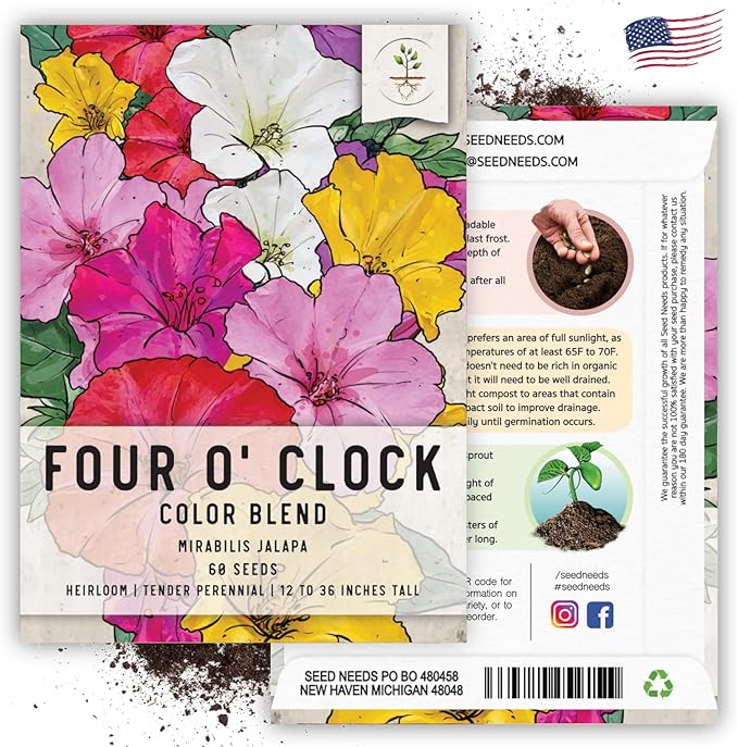 Seed Needs, Mixed Four O Clock Seeds - 60 Heirloom Seeds for Planting Mirabilis Jalapa - Attracts Hummingbirds, Butterflies & Other Pollinators (1 Small Pack)