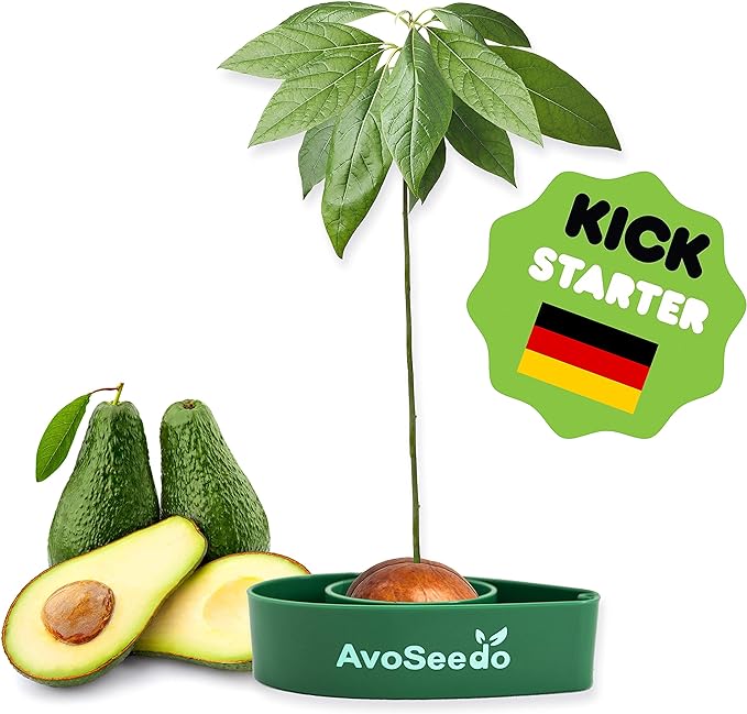 Avocado Growing Kit - Indoor Gardening Gift for Growing Avocado Trees from Pits