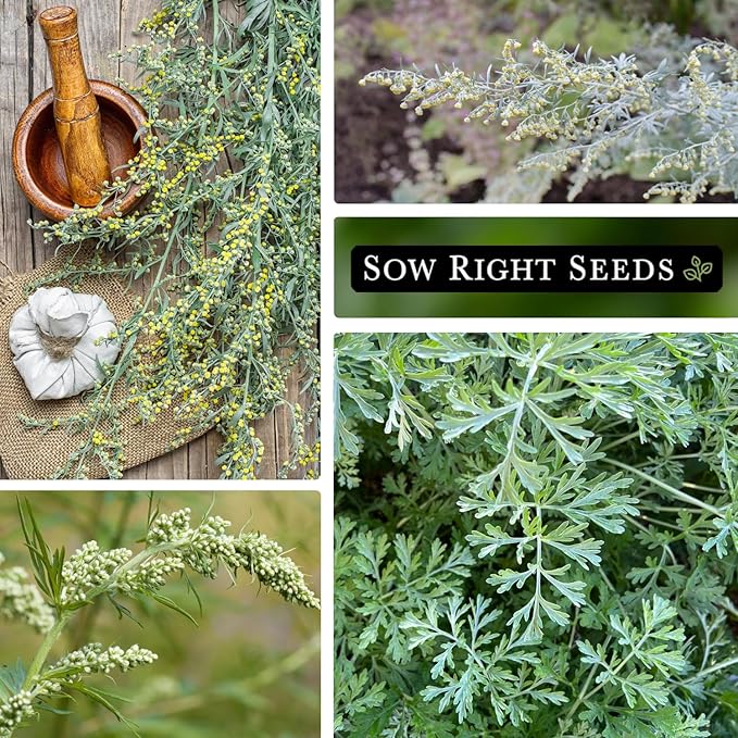 Sow Right Seeds - Wormwood Seeds for Planting - Non-GMO Heirloom Packet with Instructions to Plant & Grow an Outdoor or Indoor Herb Garden - Sagewort Repels Mosquitoes - Medicinal Worm Wood Herb (1)