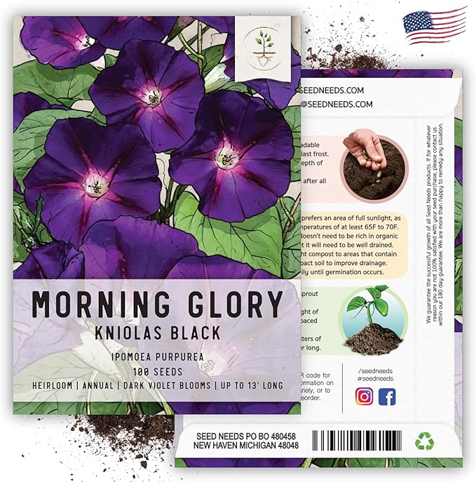 Seed Needs Black Kniolas Morning Glory Seeds for Planting - Heirloom & Open Pollinated Annual Vines - Cover a Fence or Trellis in Deep Purple Almost Black Flowers (5 Packs)
