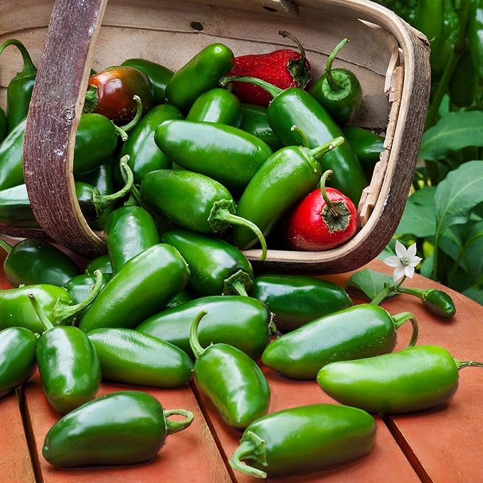 Bonnie Plants Jalapeno Pepper Plug, Live Plant, 3 Cubic in., 6-Pack & Sweet Basil Plug, Live Plant, 3 Cubic in., 6-Pack & Sweet Mint Plug, Live Plant, 3 Cubic in., 6-Pack