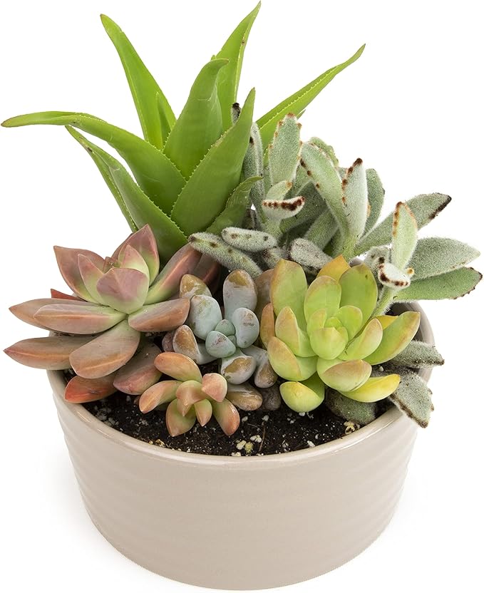 Succulents Plants Live in Garden Succulent Planters, Live Succulent Plants Live Plants in Taupe Planter Pot, Live Succulents Unique Gardening Gifts for Plant Lovers, Succulent Gifts by Plants for Pets