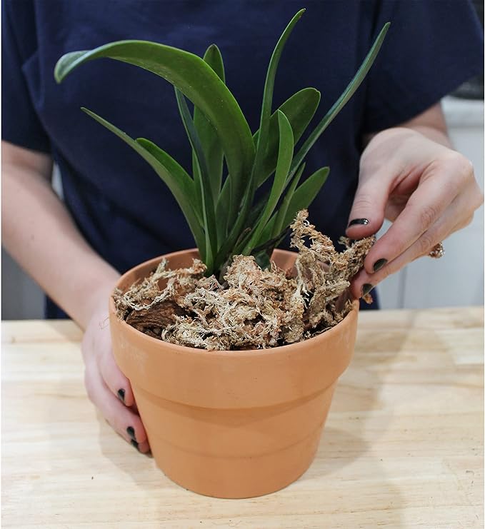 Long Fibered Sphagnum Peat Moss (4 Quarts), All Natural Dried Moss for Orchids, Carnivorous Plants, Decorating, Terrariums