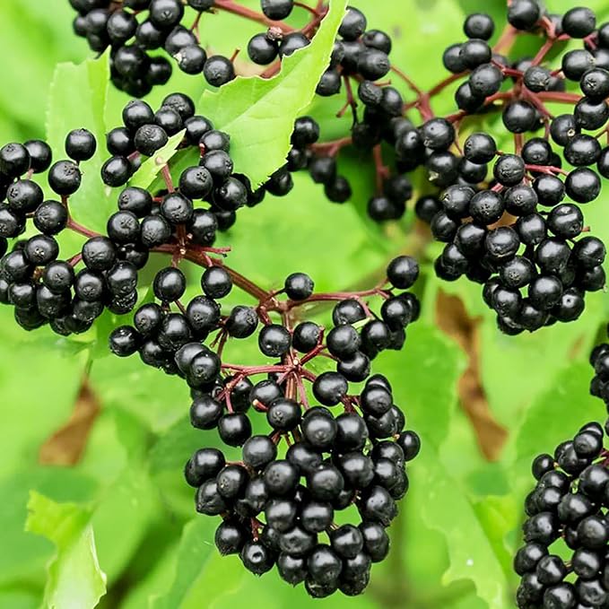 YEGAOL Garden Elderberry Seeds 100Pcs Fruit Seeds Sambucus Nigra Shrub Woody Perennial Non-GMO Home Garden Backyard Plant