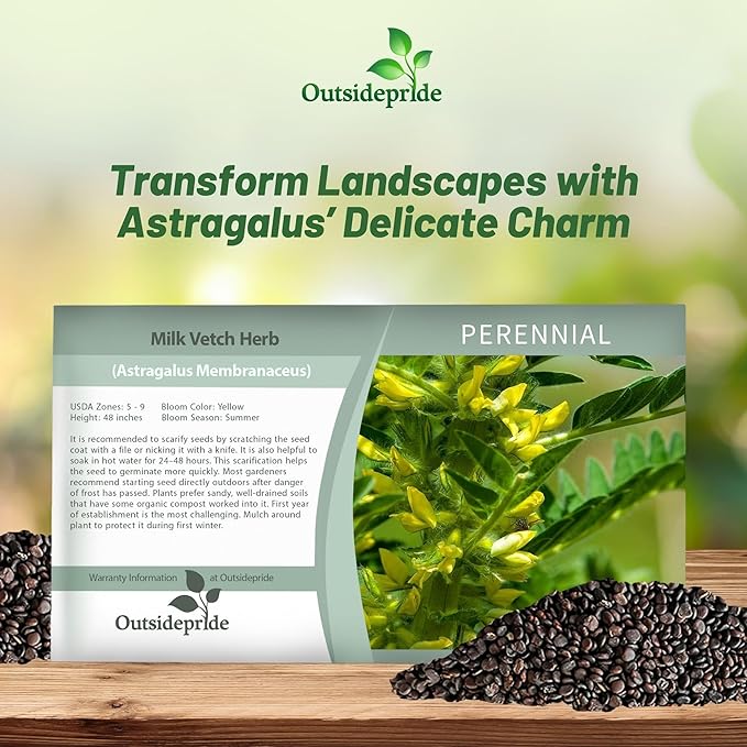 Outsidepride 200 Seeds Perennial Astragalus Milk Vetch Herb Garden Seeds for Planting