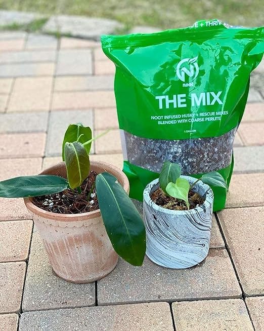 Noot Potting Soil Mix for Indoor & House Plants – 1 Gallon – Orchid, Succulent, Cactus, Aroid, Houseplant, Monstera – Bio-Organic – Fast Draining – Rapid Root Growth – Pre-Soaked & Ready to Use