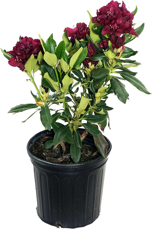Rhododendron 'Dark Lord' (Rhododendron) Evergreen, burgundy red flowers, #2 - Size Container
