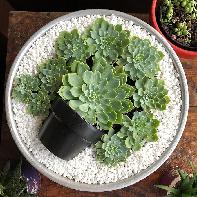 Halatool 15 QT Perlite 3-6 mm Horticultural Organic Perlite Bulk for Plants Natural Potting Soil Mix Additive for Indoor & Outdoor Planting