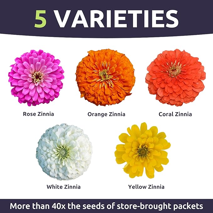 Zinnia Lilliput Mix - Bulk 1/4 Pound Pouch - 15,000 Flower Seeds for Planting - Zinnia elegans