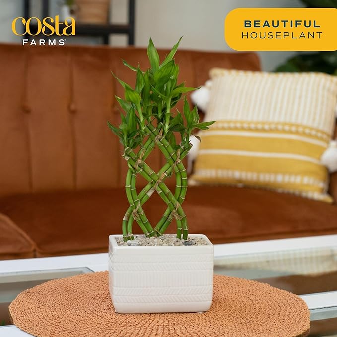Costa Farms Lucky Bamboo Plant, Easy to Grow Live Indoor Houseplant in Ceramic Planter Pot, 12-Inches Tall| Valentines Day Gift | Valentines Day Decoration