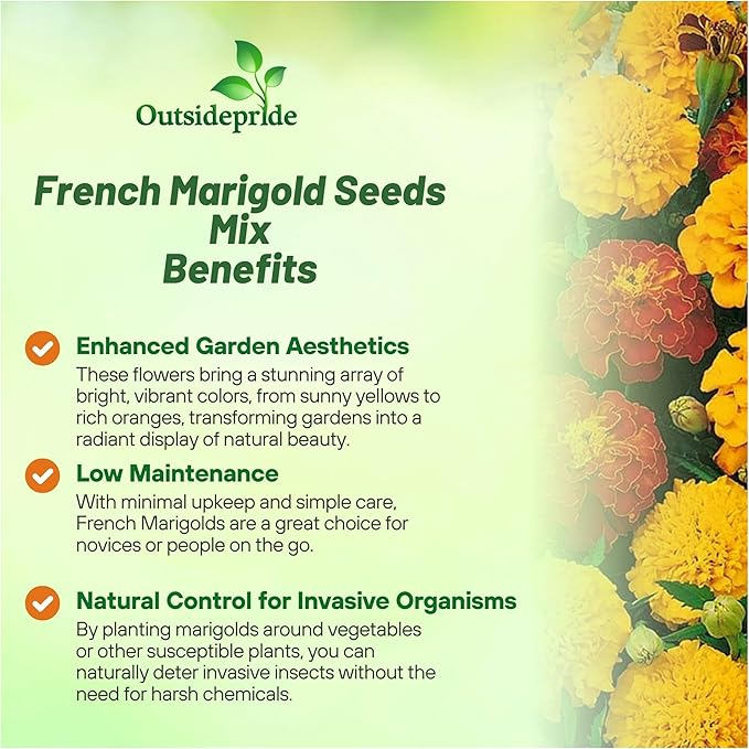 Outsidepride French Marigold Seeds Mix - 1000 Pcs Annual, Compact, Heat & Drought Tolerant Flower Seeds for Planting w/Orange & Yellow Prolific Blooms, Ideal for Vibrant Pollinator Gardens