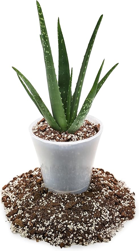 Premium Aloe Vera Potting Soil Mix - (3 Quart Bag)