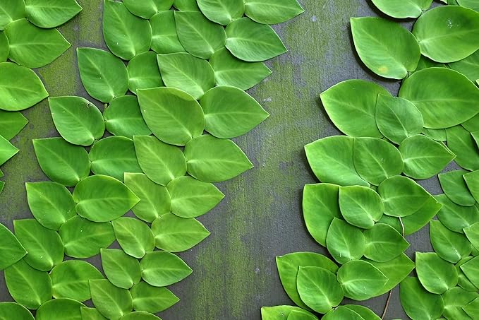 Shingle Plant Potting Mix - Retains Moisture and Enhances Root Growth - 5 Quart