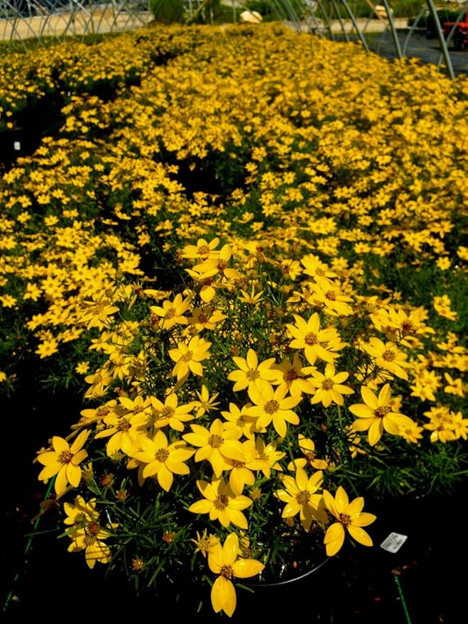 Coreopsis verticillata 'Zagreb' (Tickseed) Perennial, yellow flowers, 1 - Size Container