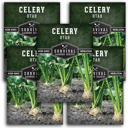 Utah Celery Seed for Planting - 5 Packets with Instructions to Plant & Grow Delicious Celery Plants in Your Home Vegetable Garden - Tender Crisp Non-GMO Heirloom Variety - Survival Garden Seeds