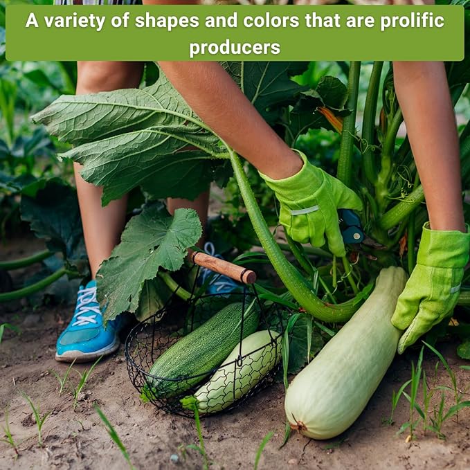 Sow Right Seeds - Zucchini Squash Seed Collection for Planting - Black Beauty, Grey, Round, Golden, and Cocozelle - Non-GMO Heirloom Packet to Plant a Vegetable Garden - Productive Summer Squash