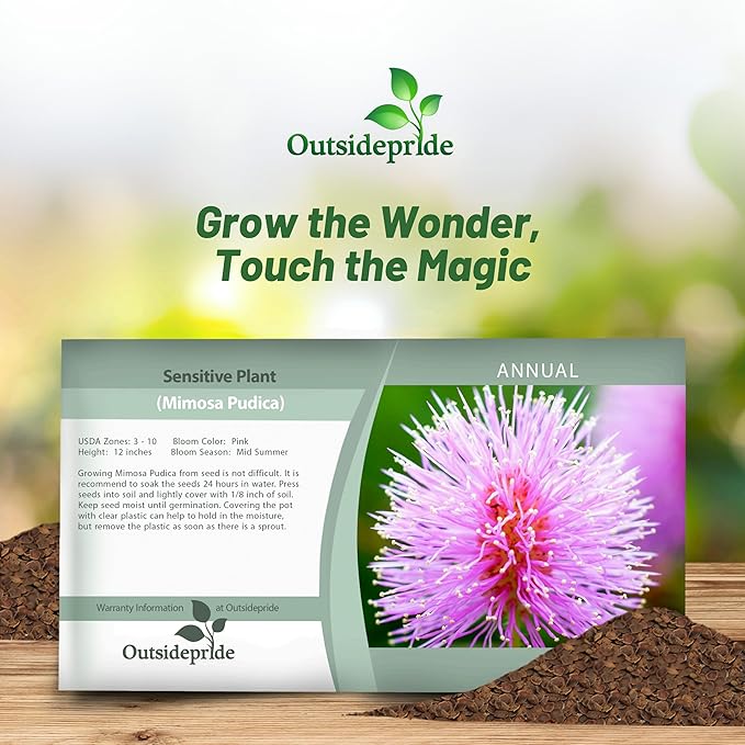 Outsidepride 2000 Seeds Annual Mimosa Pudica Sensitive Plant Flower Seeds for Planting