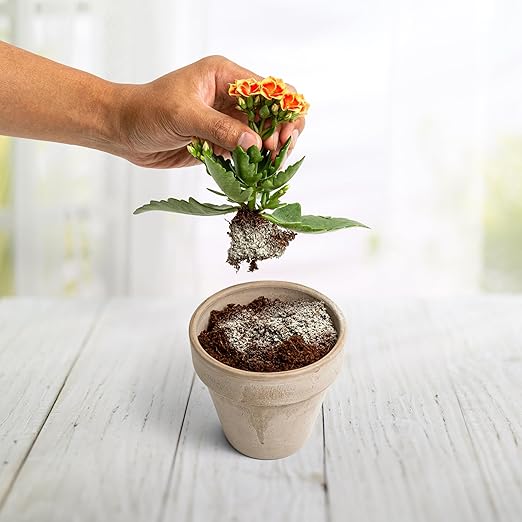 Myco Bliss Powder (200 g) - Mycorrhizal Fungi for Soil - 5 Strain Mycorrhizal Inoculant with 1000 Propagules Per Gram - Highly Concentrated Mycorrhizae for Plants, Potting Soil, & Garden Soil