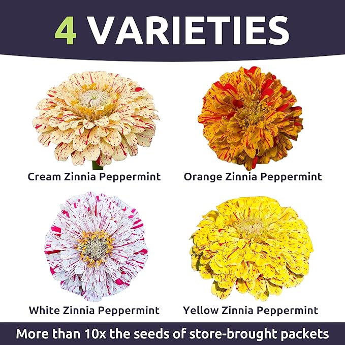 Zinnia Peppermint Stick - Large 1 Ounce Packet - 4,000 Flower Seeds for Planting - Zinnia elegans
