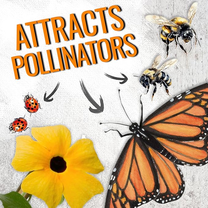 Seed Needs, Black-Eyed Susan Vine Seeds - 100 Heirloom Seeds for Planting Thunbergia alata - Annual Vining Flowers to Cover a Fence or Trellis (5 Packs)