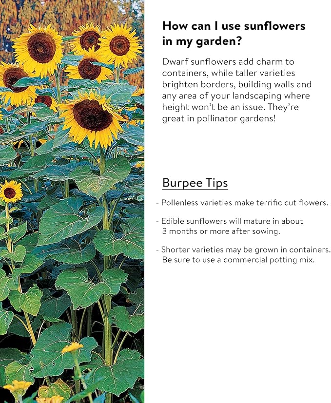 Burpee Sunforest Mix Sunflower Seeds 100 seeds