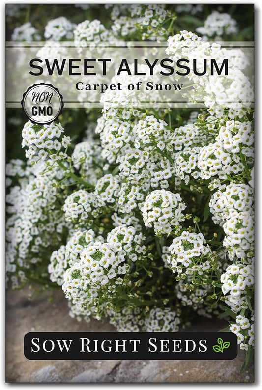 Sow Right Seeds - Sweet Alyssum White Carpet of Snow Flower Seeds for Planting - Non-GMO Heirloom Packet with Instructions to Plant in Your Garden - White Perennial - Groundcover with Blooms (1)