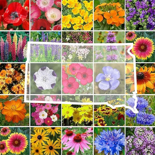 Eden Brothers South Dakota Wildflower Mixed Seeds for Planting, 1 oz, 30,000+ Seeds with Sweet Alyssum, Toadflax | Attracts Pollinators, Plant in Spring or Fall, Zones