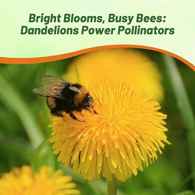 Outsidepride 10000 Seeds Perennial Taraxacum Officinale Dandelion Herb Garden Seeds for Planting