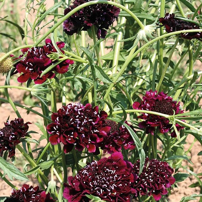 Outsidepride 50 Seeds Perennial Burgundy Beau Scabiosa Pincushion Flower Seeds for Planting