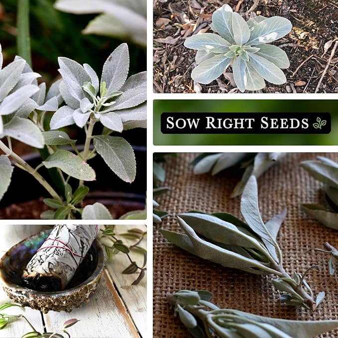 Sow Right Seeds - White Sage Seed for Planting - Non-GMO Heirloom Packet with Instructions for Planting and Growing a Home Herb Garden - Indoors or Outdoors - Make Your Own Herbal Incense (3)