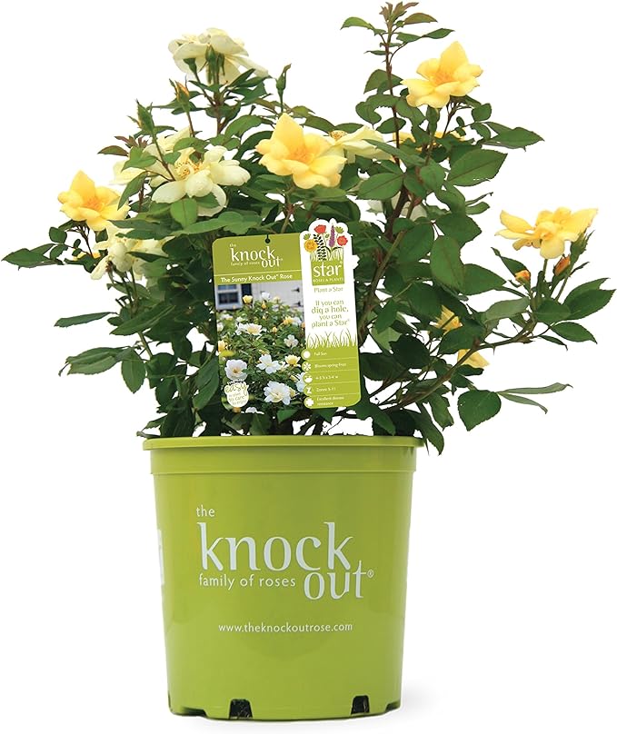 Green Promise Farms Rosa `Sunny Knock Out` (Reblooming) Rose, 2 Size Container, yellow flower