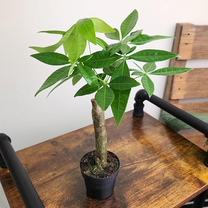 Live Money Tree Plant, Pachira Aquatica Money Tree, Feng Shui Money Tree Pachira Aquatica Plant, Pachira Plant Bonsai Tree in Planter Pot With Soil, Plants for Pets, 2.5-inch pot