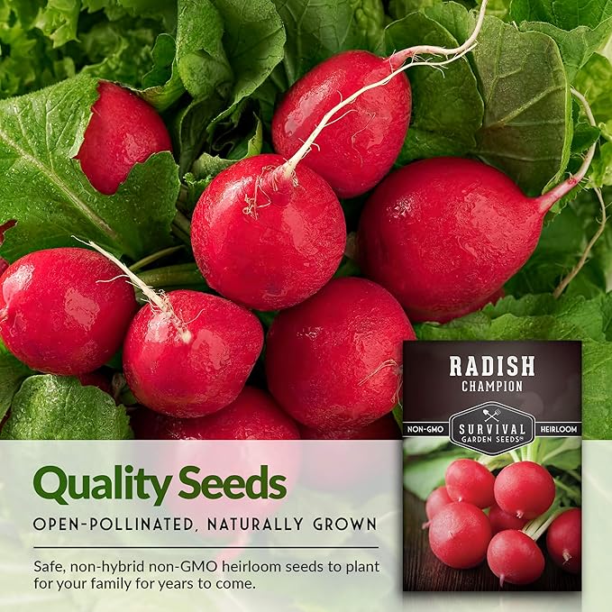Survival Garden Seeds - Champion Radish Seed for Planting - 2 Packets with Instructions to Plant & Grow Red Radishes in Your Home Vegetable Garden - Non-GMO Heirloom Variety Vegetable Seeds